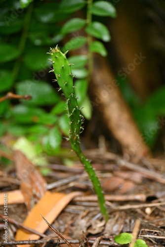 closeup the green ripe cactus plant in the forest soft focus natural green brown background.