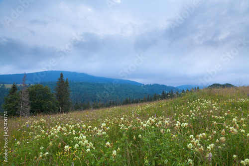 Green meadow with white clover flowers and spruces, dark mountains in the background, dark sky. Ukraine, Carpathians.