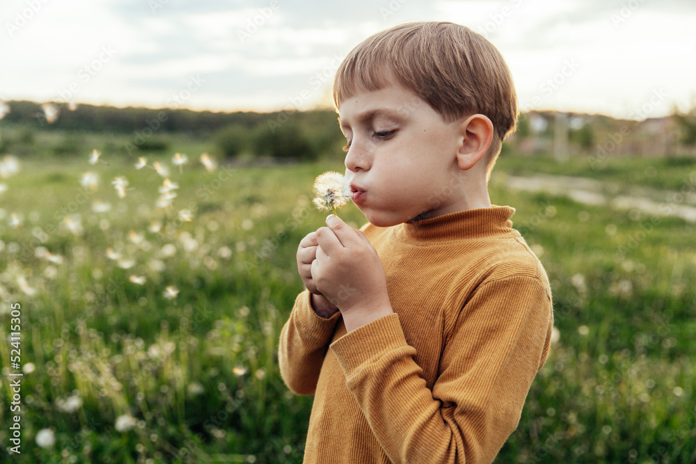 Toddler boy holds, blows on a dandelion flower with seeds. Child in a meadow at sunset. Toddler boy holds, blows on a dandelion flower with seeds. Child in a meadow at sunset.