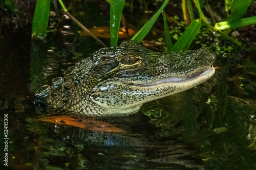 Alligator © Penny Britt
