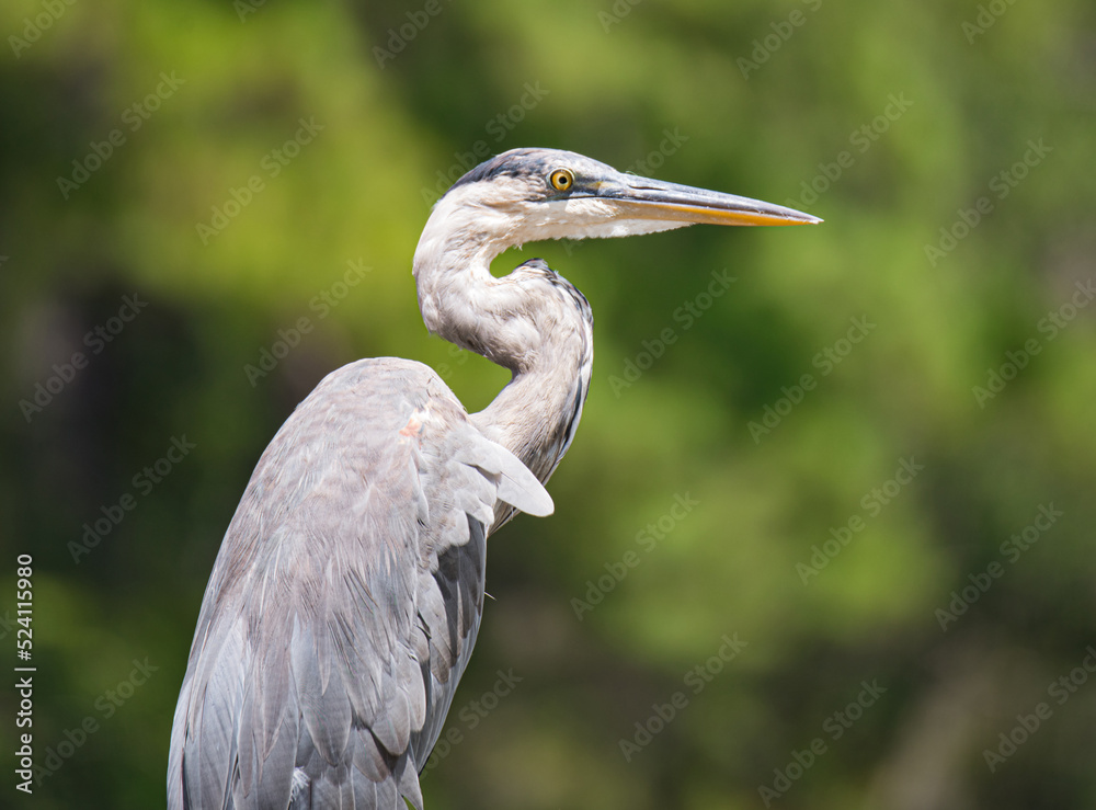 Fototapeta premium great blue heron