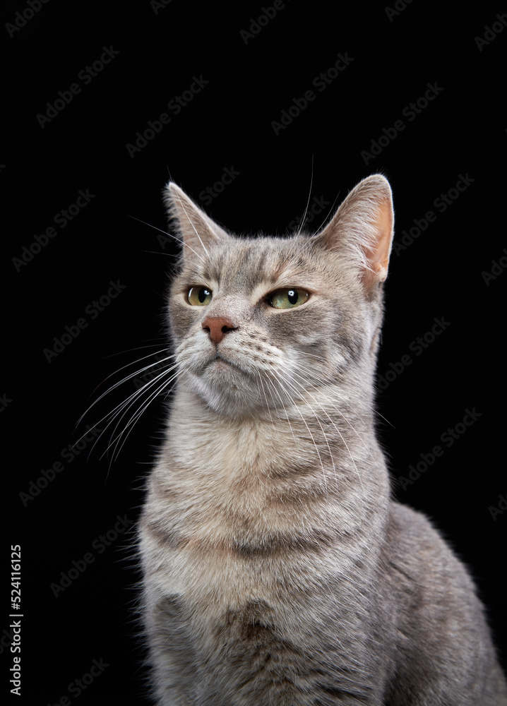 funny cat on a black background. Pet in the studio. facial expression