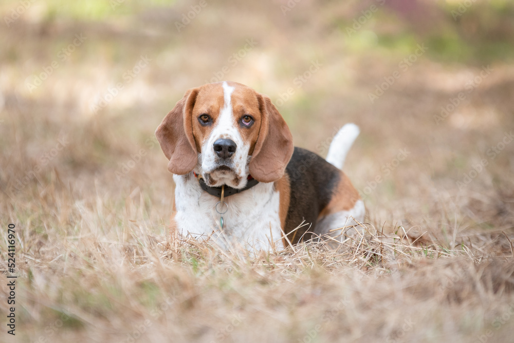Young beagle dog lying in the golden grass