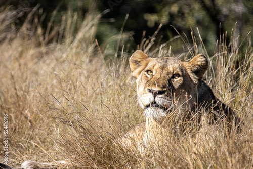 Lion in grass