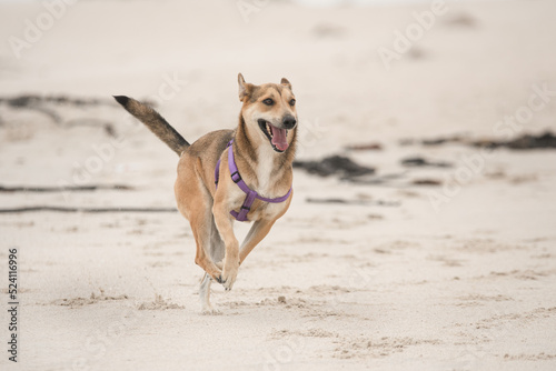 Big dog running on the beach © Jackie