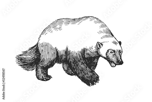 Vector hand drawn illustration of wolverine isolated on white. Sketch of wild animal in engraving style.