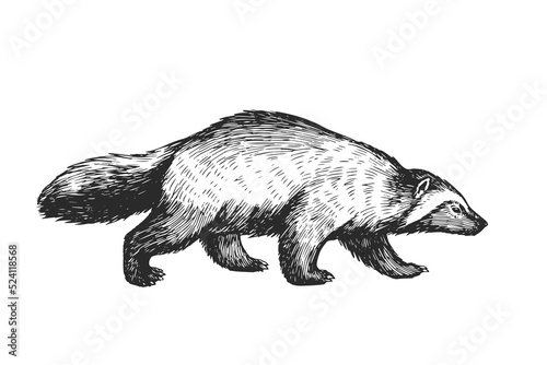 Vector hand drawn illustration of wolverine isolated on white. Sketch of wild animal in engraving style. photo