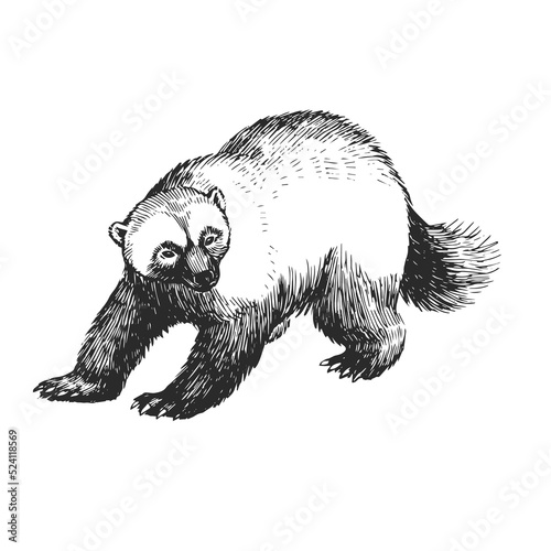 Vector hand drawn illustration of wolverine isolated on white. Sketch of wild animal in engraving style.