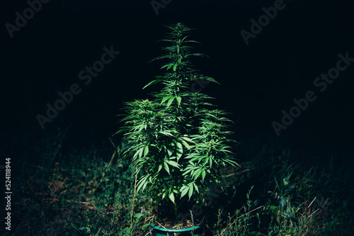 marijuana plant lighting night and day photoperiod photo