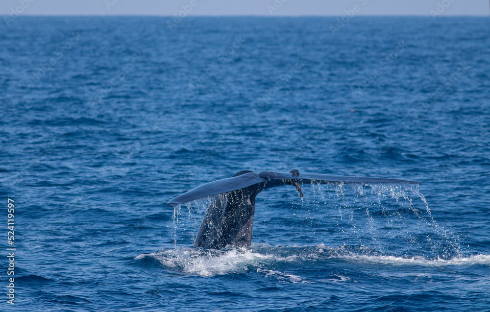 Whale tail; Fluking whale; A Blue whale showing its fluke just before