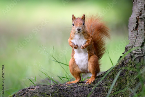 A squirrel sits on a tree stump in the forest.