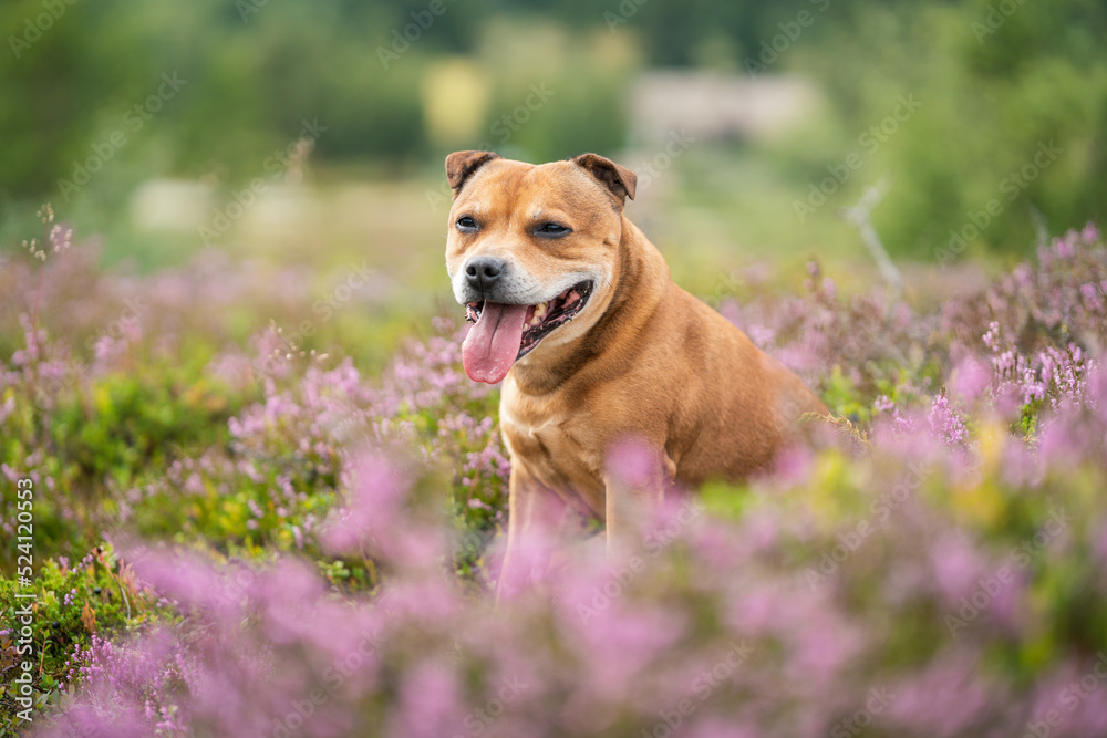 Staffordshire bull terrier outdoors in nature laying in pink heather creating a nice bokeh effect. Dogs and pet concept. Staffordshire bull terrier outdoors in nature laying in pink heather creating a nice bokeh effect. Dogs and pet concept.
