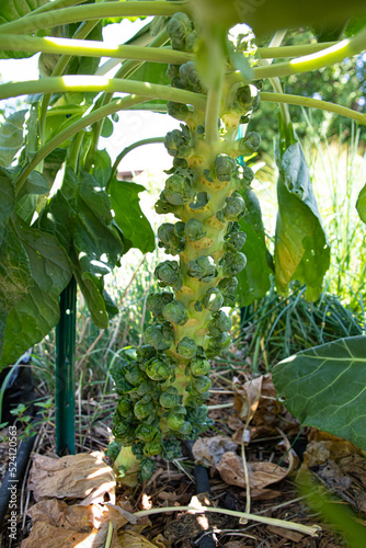 Brussel sprouts growing on stalk