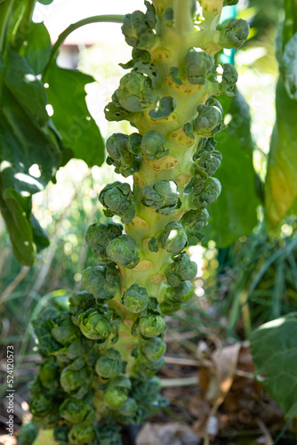 Brussel sprouts growing on stalk