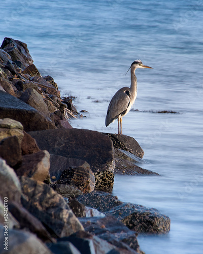 Heron waiting for a catch, Godøy, Sunnmøre, Møre og Romsdal, Norway.