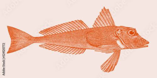 Red gurnard chelidonichthys cuculus, marine fish in side view