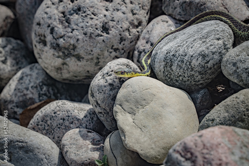 serpent dans les rochers