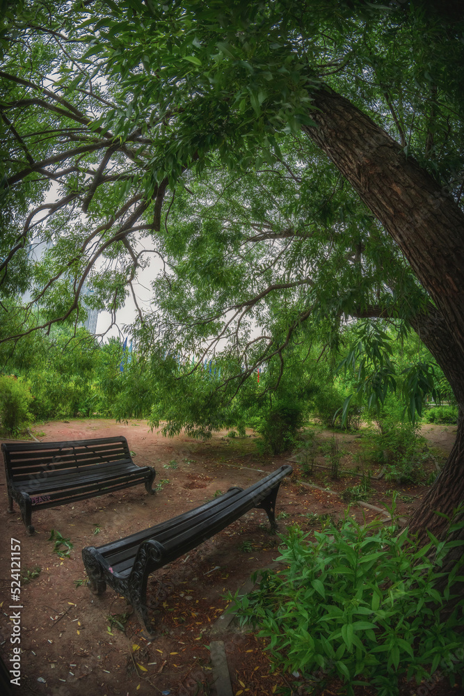 Two benches in the Vorontsovsky park under an old big willow, Moscow, Russia Two benches in the Vorontsovsky park under an old big willow, Moscow, Russia