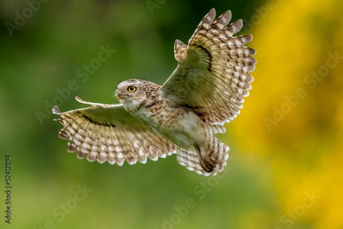 Beautiful shot of charming burrowing owl flying low over field with yellow-green blurred background