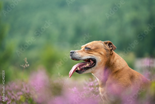 Staffordshire bull terrier outdoors in nature laying in pink heather creating a nice bokeh effect. Dogs and pet concept.
