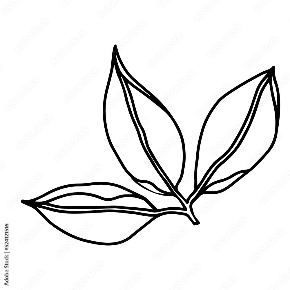 Leaves floral botanical flower. Hand drawn ink art. Isolated leaf illustration element isolated on white. Leaves floral botanical flower. Hand drawn ink art. Isolated leaf illustration element isolated on white.