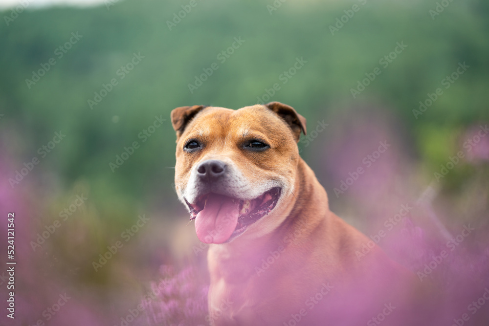 Staffordshire bull terrier outdoors in nature laying in pink heather creating a nice bokeh effect. Dogs and pet concept.