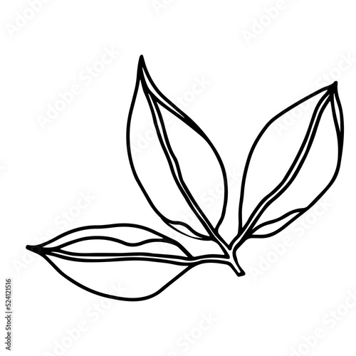Leaves floral botanical flower. Hand drawn ink art. Isolated leaf illustration element isolated on white.
