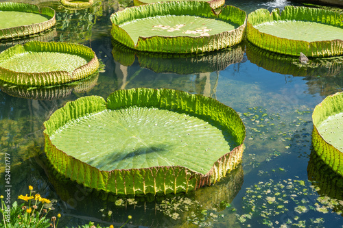 Pond with duckweed and lily leaves