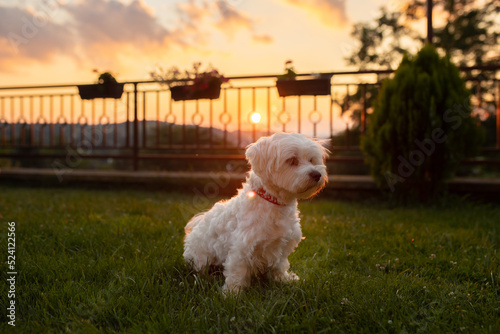 Maltese dog on sunset in garden photo