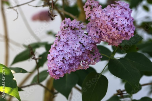Closeup of pretty Lilac blossoms with green leaves on a sunny day