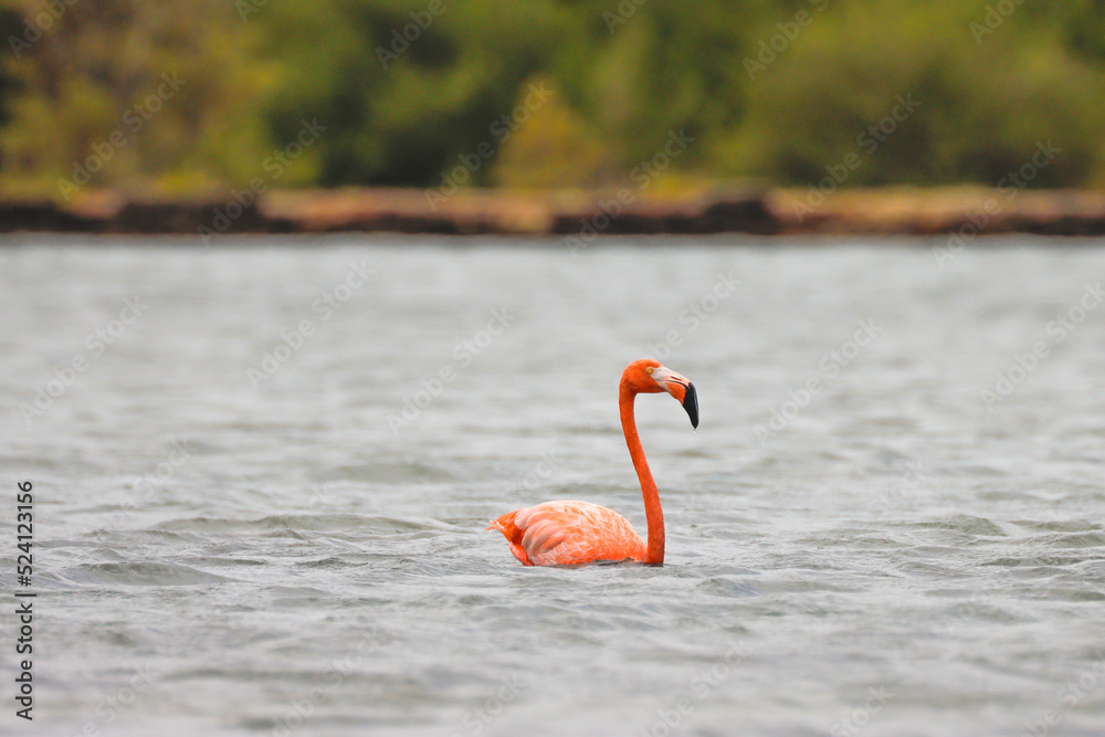 Fototapeta premium Flamingo