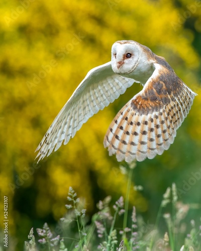 Obraz na plátně Closeup shot of barn owl (Tyto alba)  flying low over field with yellow-green bl