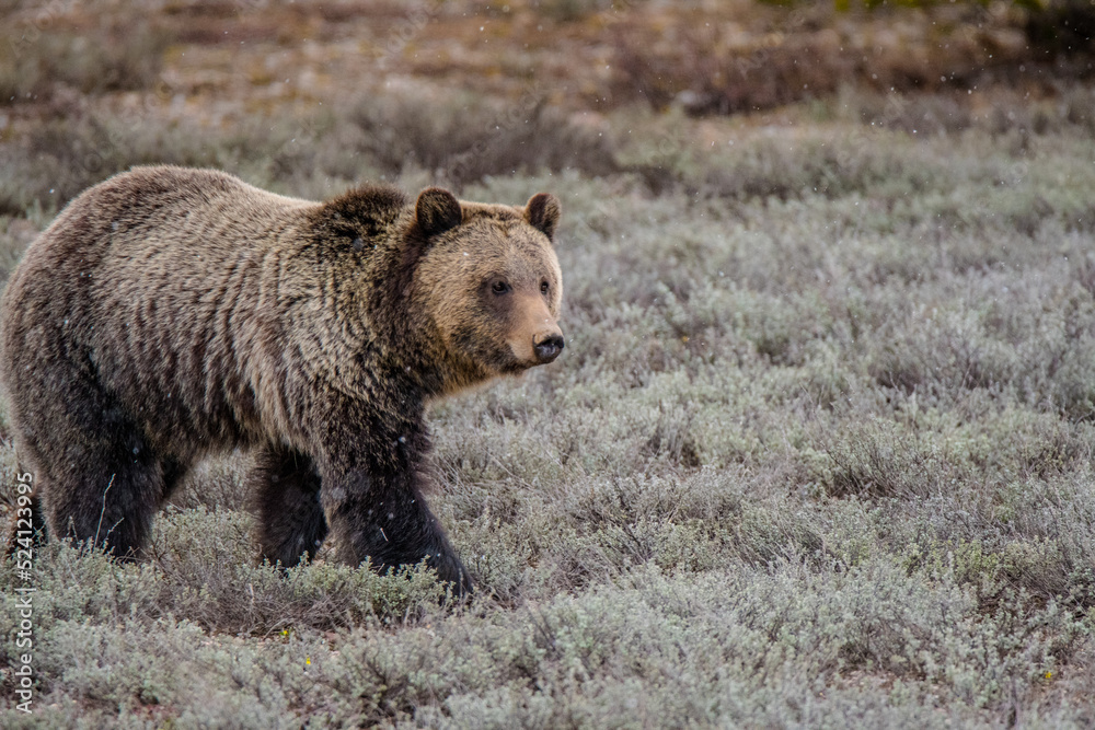 Grizzly bear grazing