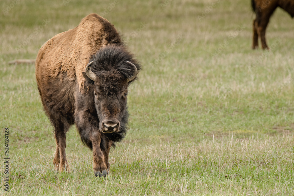 Fototapeta premium Bison in a field