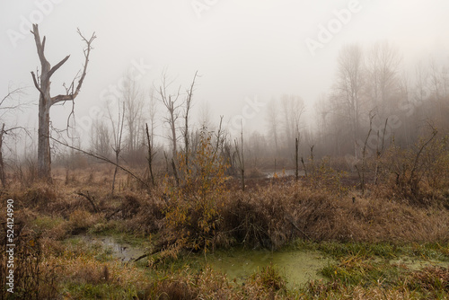 Tree Silhouettes and Grass in Environmental Park Wetland with Fog in Autumn