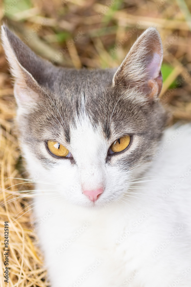 Cute cat playing in the park on rainy day.. Cute cat playing in the park on rainy day..