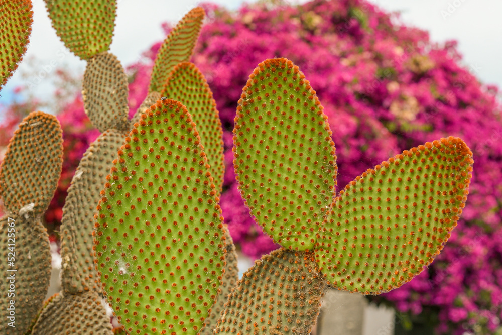 Leaf-shaped Stem Cactus Leaf-shaped Stem Cactus