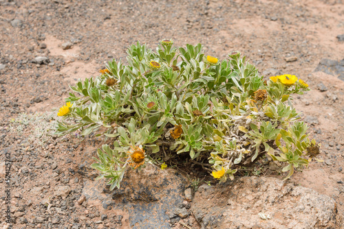 Close-up of Asteriscus intermedius growing among the lava photo