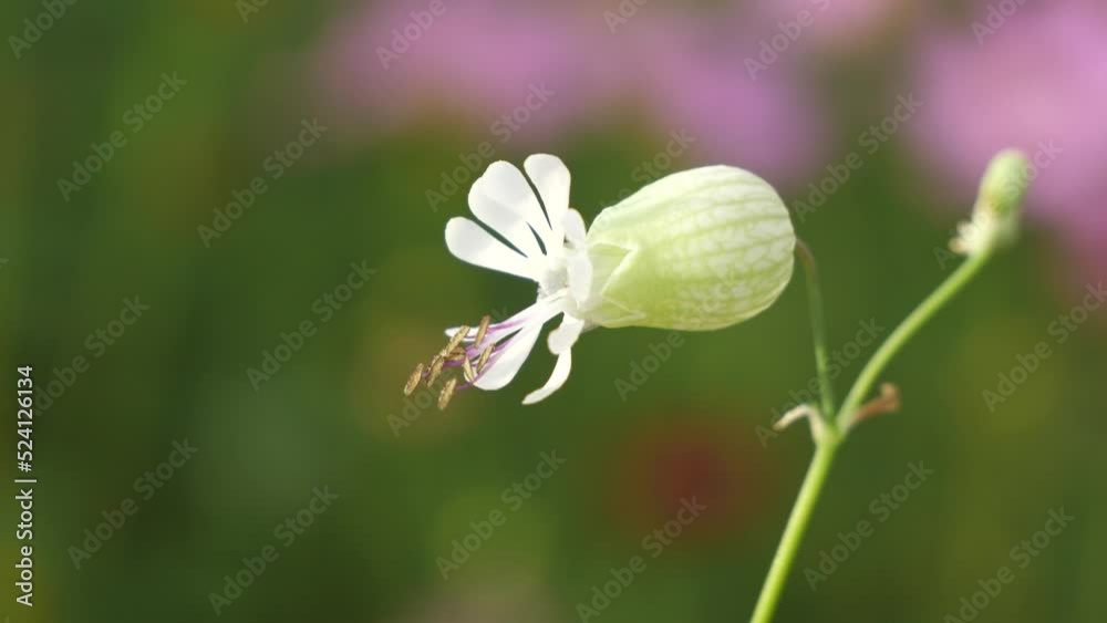Silene vulgaris, or flake.
Silene vulgaris against the Background of the Sky
Silene vulgaris, or flake.
Silene vulgaris against the Background of the Sky