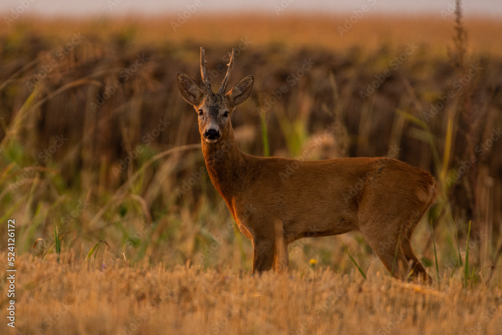 A beautiful roe deer in the field A beautiful roe deer in the field