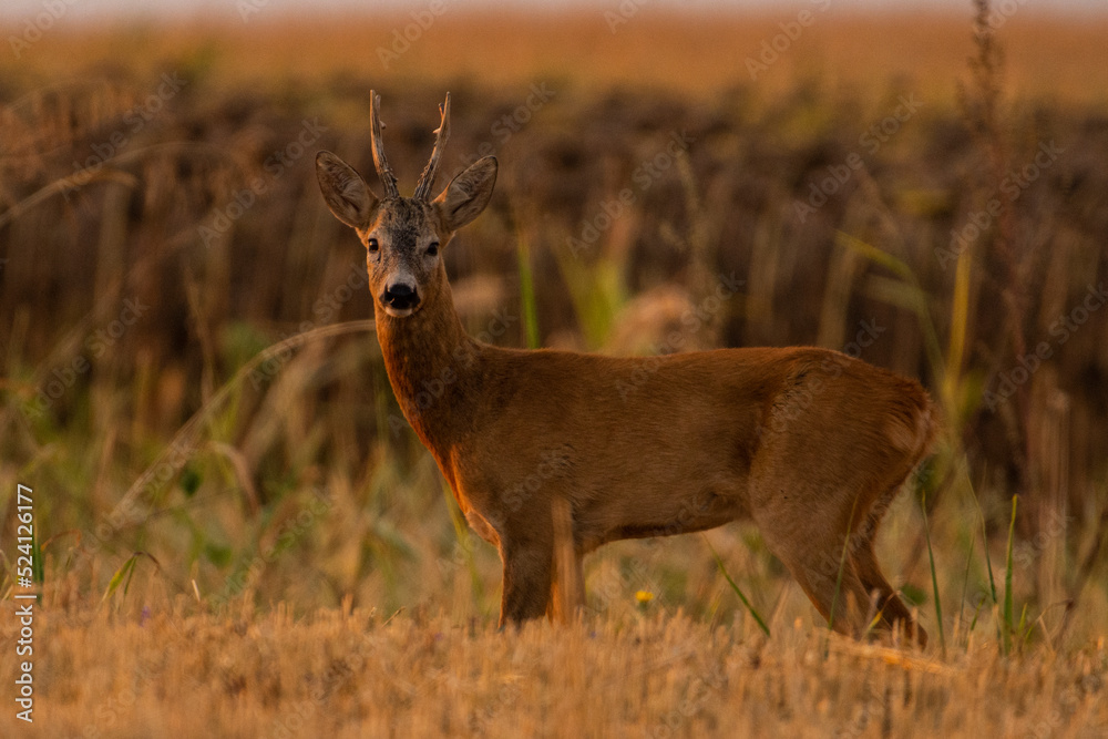 A beautiful roe deer in the field A beautiful roe deer in the field