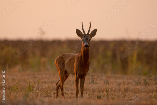 A beautiful roe deer in the field  © predrag1