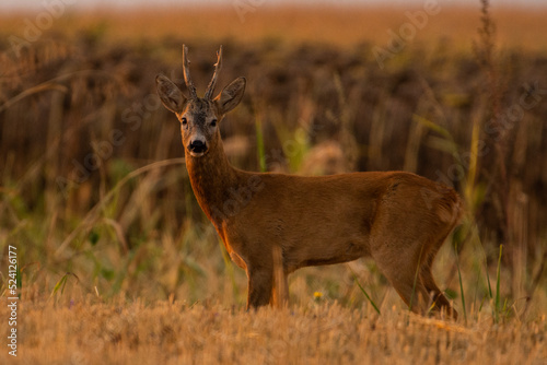 Fototapeta Naklejka Na Ścianę i Meble -  A beautiful roe deer in the field	