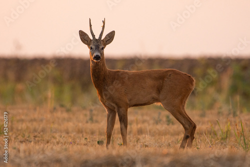 A beautiful roe deer in the field 