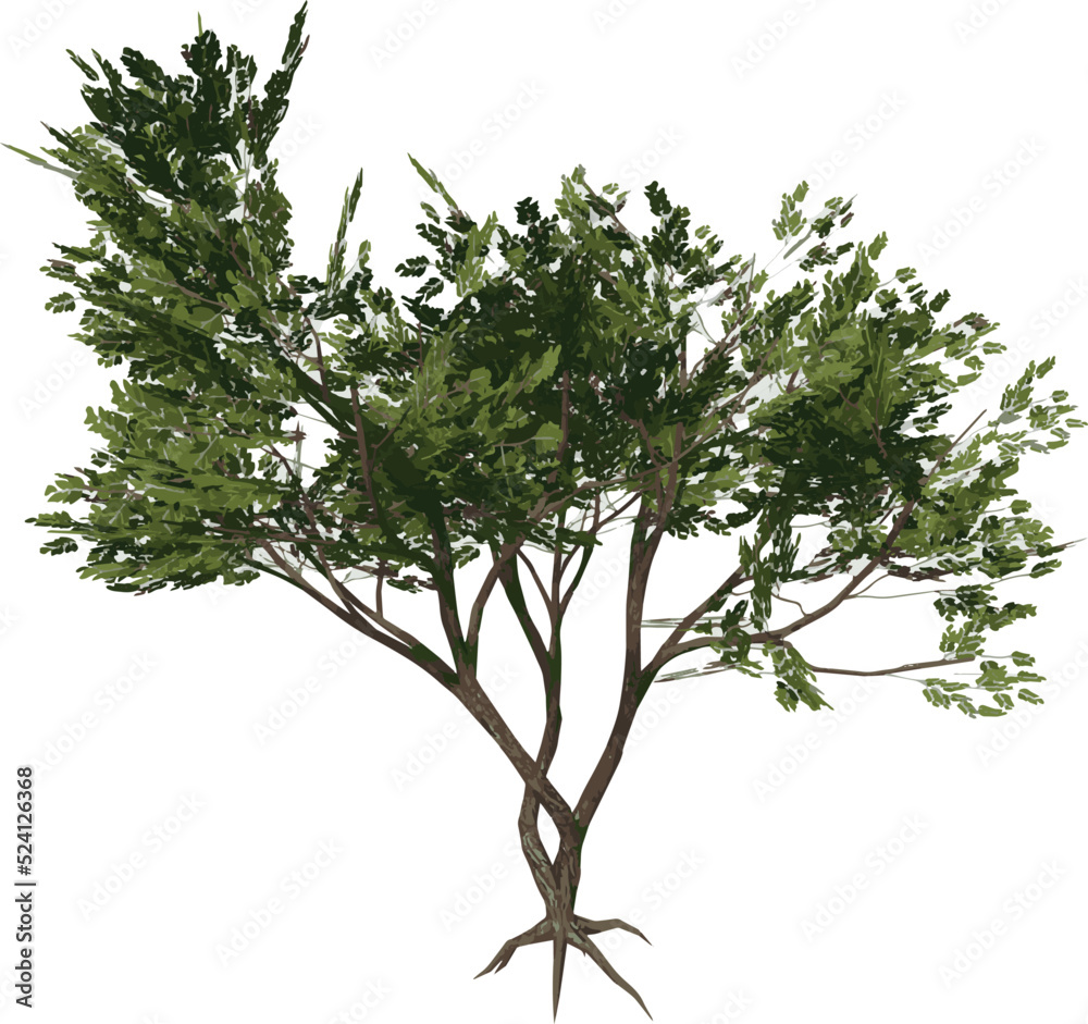 Front view of Tree ( Acacias 2) Plant illustration vector