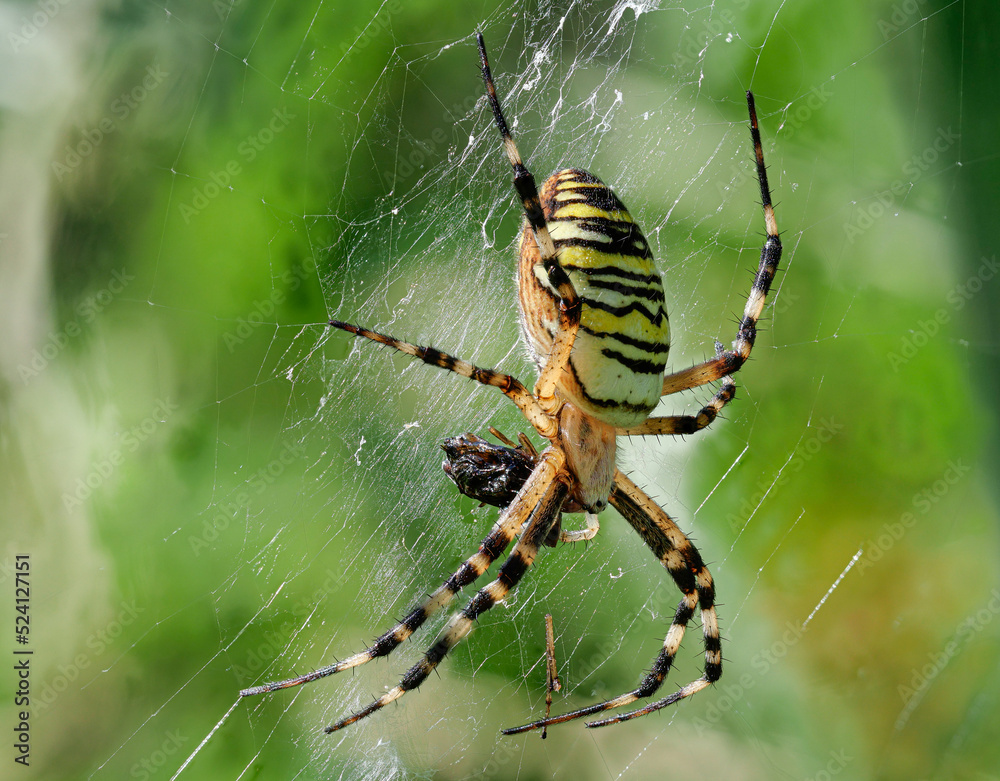Wespenspinne (Argiope bruennichi) mit Beute