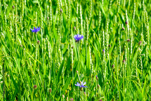 Cereal field closeup background with some cornflowers