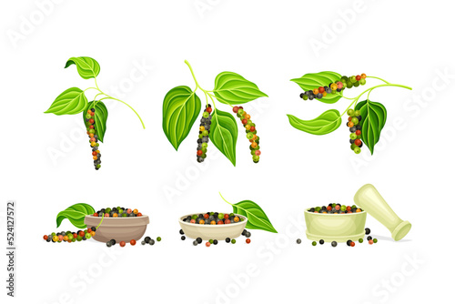 Black Pepper Plant as Natural Organic Herb Spice with Corn Hanging on Green Leafy Branch and Dry Seeds Vector Set