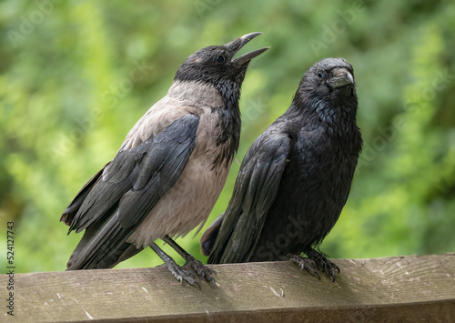 Nebelkrähe (Corvus cornix) und Rabenkrähe (Corvus corone)