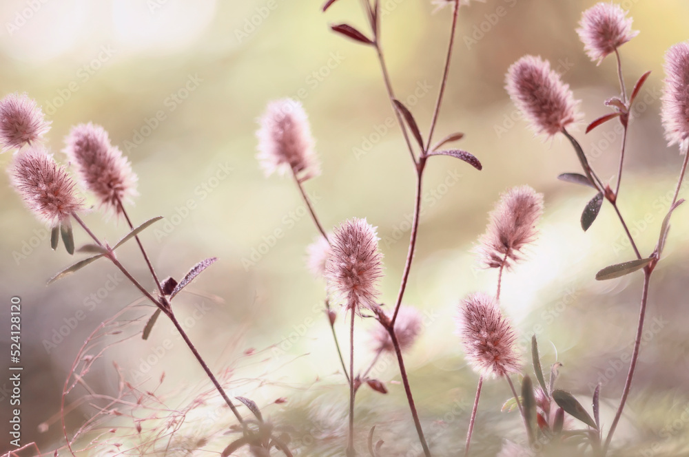 Delicate fluffy wildflowers. selective focus Delicate fluffy wildflowers. selective focus